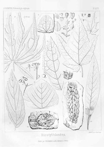 Reproducción/Reproduction 7176705067: Traité de paléontologie végétale, ou, La flore du monde primitif dans ses rapports avec les formations géologiques et la flore du monde actuel /. Paris :J.B. Baillière et fils,1869-1874.