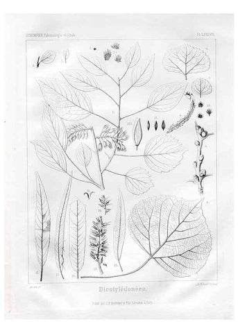 Reproducción/Reproduction 7361918756: Traité de paléontologie végétale, ou, La flore du monde primitif dans ses rapports avec les formations géologiques et la flore du monde actuel /. Paris :J.B. Baillière et fils,1869-1874.