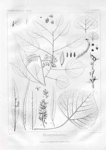 Reproducción/Reproduction 7361918756: Traité de paléontologie végétale, ou, La flore du monde primitif dans ses rapports avec les formations géologiques et la flore du monde actuel /. Paris :J.B. Baillière et fils,1869-1874.