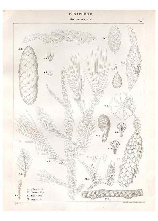Reproducción/Reproduction 7176890159: Monographie des plantes fossiles du grès bigarré de la chaine des Vosges /. Leipzig :G. Engelmann,1844.