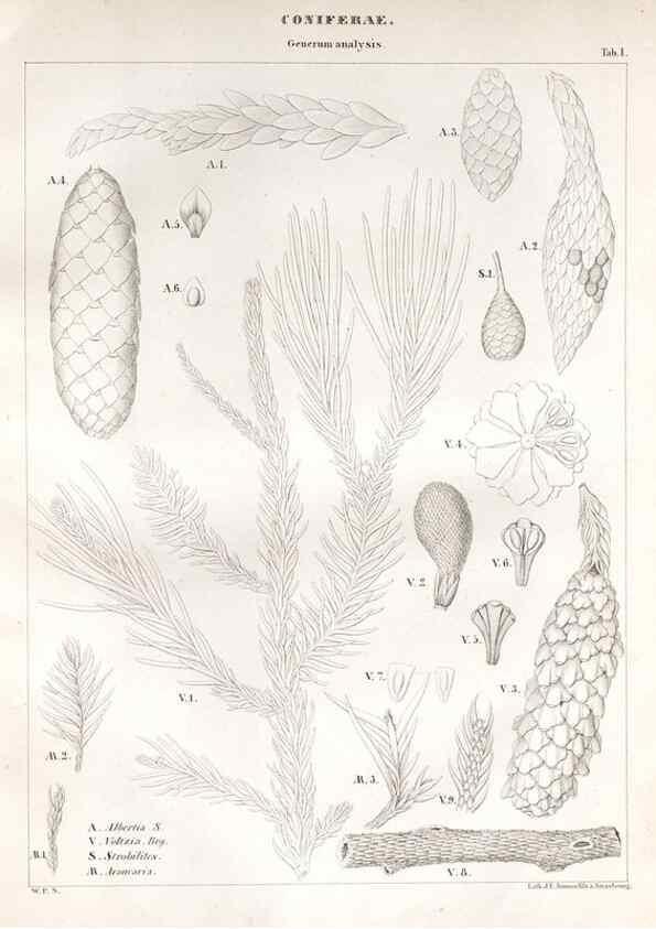 Reproducción/Reproduction 7176890159: Monographie des plantes fossiles du grès bigarré de la chaine des Vosges /. Leipzig :G. Engelmann,1844.