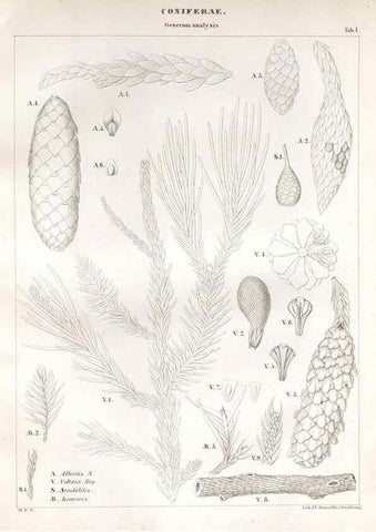 Reproducción/Reproduction 7176890159: Monographie des plantes fossiles du grès bigarré de la chaine des Vosges /. Leipzig :G. Engelmann,1844.