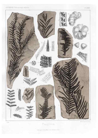 Reproducción/Reproduction 7176621569: Traité de paléontologie végétale, ou, La flore du monde primitif dans ses rapports avec les formations géologiques et la flore du monde actuel /. Paris :J.B. Baillière et fils,1869-1874.