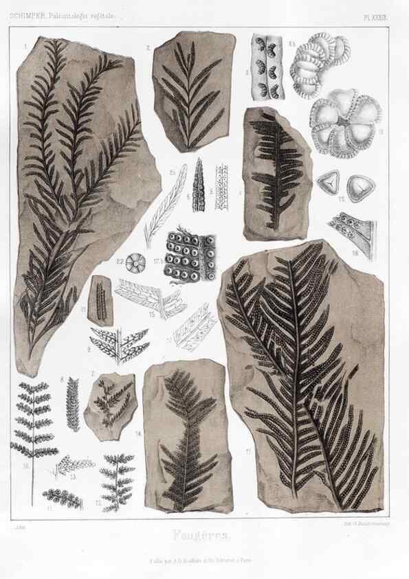 Reproducción/Reproduction 7176621569: Traité de paléontologie végétale, ou, La flore du monde primitif dans ses rapports avec les formations géologiques et la flore du monde actuel /. Paris :J.B. Baillière et fils,1869-1874.