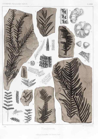 Reproducción/Reproduction 7176621569: Traité de paléontologie végétale, ou, La flore du monde primitif dans ses rapports avec les formations géologiques et la flore du monde actuel /. Paris :J.B. Baillière et fils,1869-1874.