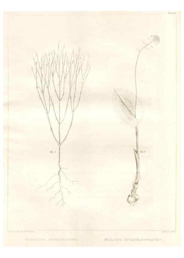 Reproducción/Reproduction 7361692630: A flora of North America :. Philadelphia :M. Carey & Sons,1821-23.