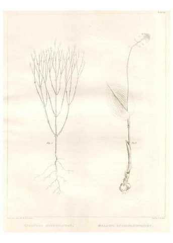 Reproducción/Reproduction 7361692630: A flora of North America :. Philadelphia :M. Carey & Sons,1821-23.