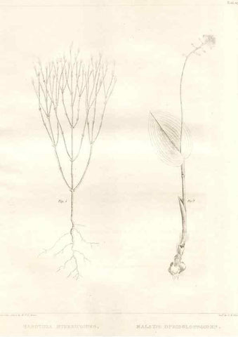 Reproducción/Reproduction 7361692630: A flora of North America :. Philadelphia :M. Carey & Sons,1821-23.