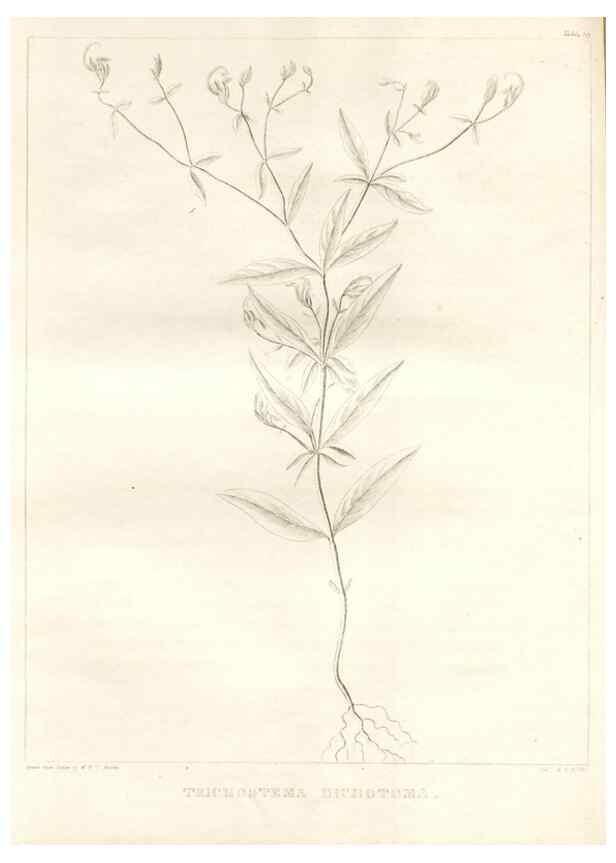 Reproducción/Reproduction 7176468367: A flora of North America :. Philadelphia :M. Carey & Sons,1821-23.