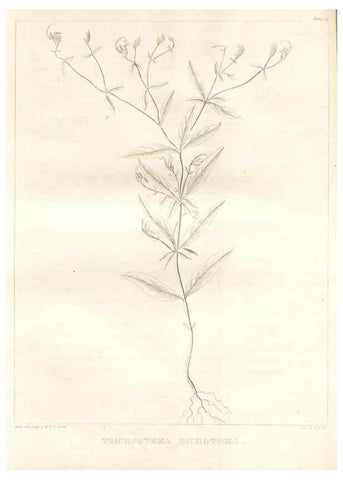 Reproducción/Reproduction 7176468367: A flora of North America :. Philadelphia :M. Carey & Sons,1821-23.