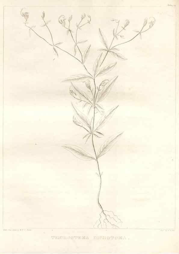 Reproducción/Reproduction 7176468367: A flora of North America :. Philadelphia :M. Carey & Sons,1821-23.