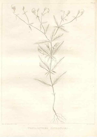 Reproducción/Reproduction 7176468367: A flora of North America :. Philadelphia :M. Carey & Sons,1821-23.