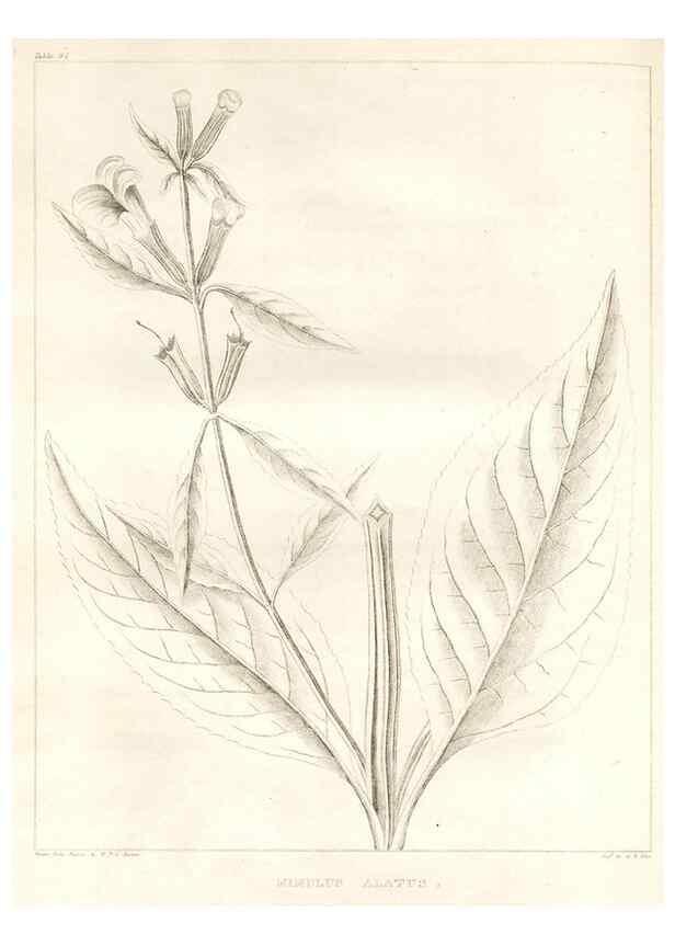 Reproducción/Reproduction 7176469145: A flora of North America :. Philadelphia :M. Carey & Sons,1821-23.