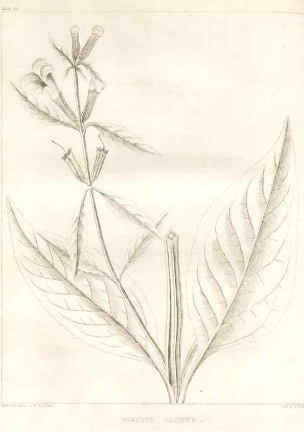 Reproducción/Reproduction 7176469145: A flora of North America :. Philadelphia :M. Carey & Sons,1821-23.
