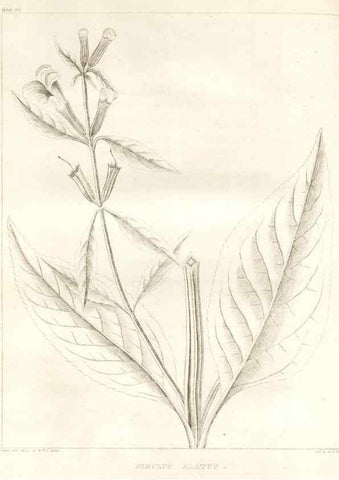 Reproducción/Reproduction 7176469145: A flora of North America :. Philadelphia :M. Carey & Sons,1821-23.
