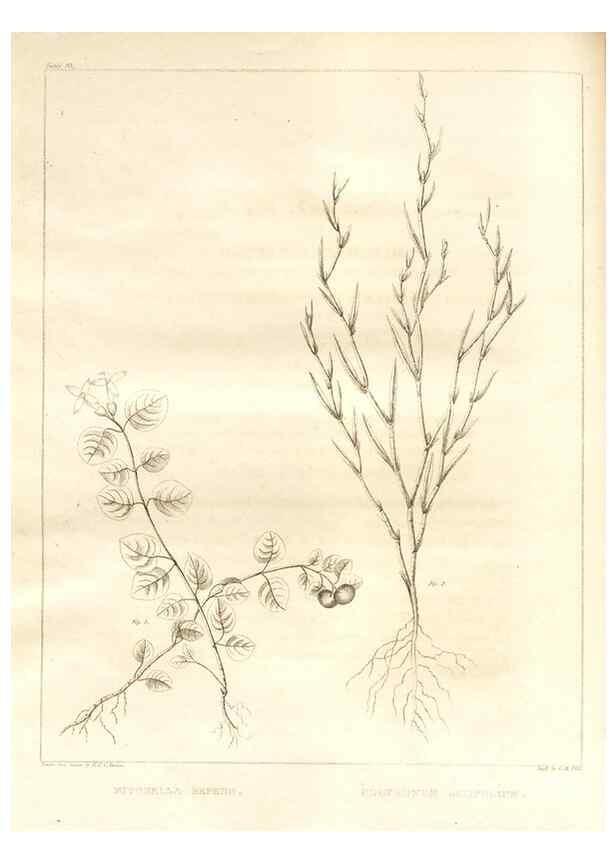Reproducción/Reproduction 7176469633: A flora of North America :. Philadelphia :M. Carey & Sons,1821-23.