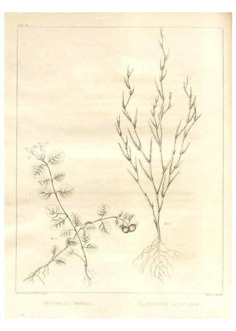 Reproducción/Reproduction 7176469633: A flora of North America :. Philadelphia :M. Carey & Sons,1821-23.