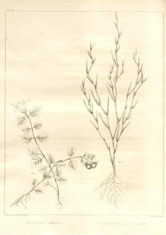 Reproducción/Reproduction 7176469633: A flora of North America :. Philadelphia :M. Carey & Sons,1821-23.