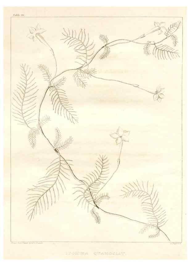 Reproducción/Reproduction 7361694918: A flora of North America :. Philadelphia :M. Carey & Sons,1821-23.