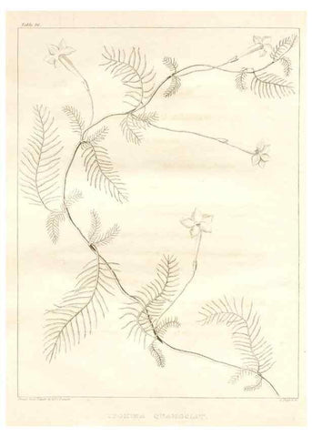 Reproducción/Reproduction 7361694918: A flora of North America :. Philadelphia :M. Carey & Sons,1821-23.