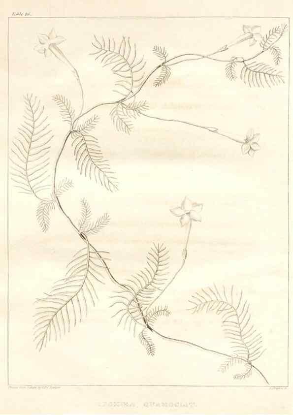 Reproducción/Reproduction 7361694918: A flora of North America :. Philadelphia :M. Carey & Sons,1821-23.