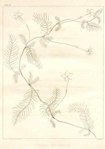 Reproducción/Reproduction 7361694918: A flora of North America :. Philadelphia :M. Carey & Sons,1821-23.