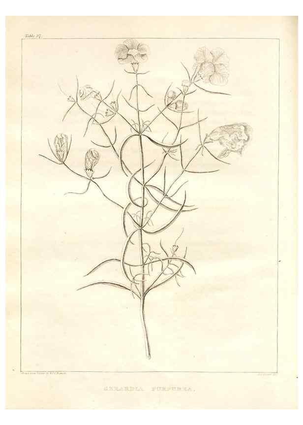 Reproducción/Reproduction 7176471689: A flora of North America :. Philadelphia :M. Carey & Sons,1821-23.