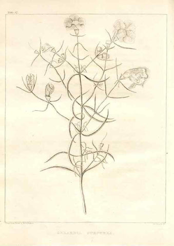 Reproducción/Reproduction 7176471689: A flora of North America :. Philadelphia :M. Carey & Sons,1821-23.