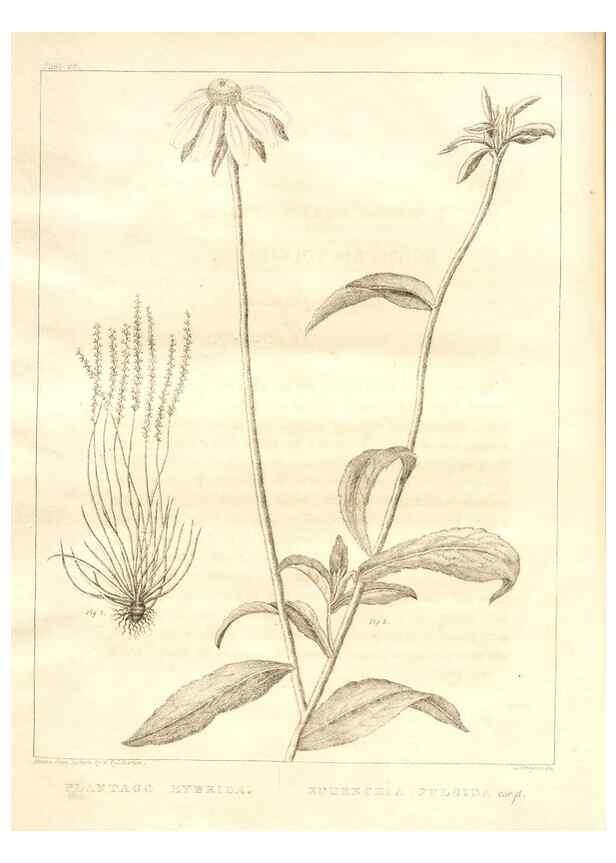Reproducción/Reproduction 7361697146: A flora of North America :. Philadelphia :M. Carey & Sons,1821-23.