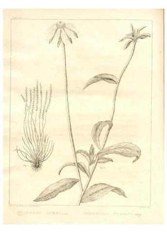 Reproducción/Reproduction 7361697146: A flora of North America :. Philadelphia :M. Carey & Sons,1821-23.