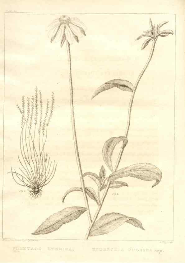 Reproducción/Reproduction 7361697146: A flora of North America :. Philadelphia :M. Carey & Sons,1821-23.