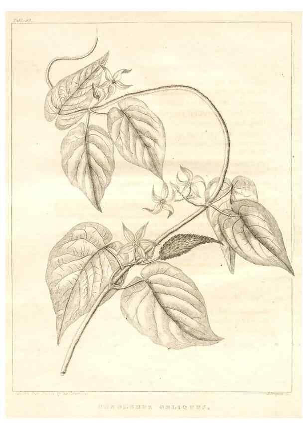 Reproducción/Reproduction 7361698016: A flora of North America :. Philadelphia :M. Carey & Sons,1821-23.