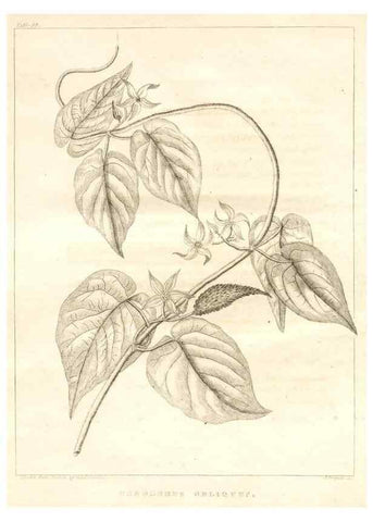 Reproducción/Reproduction 7361698016: A flora of North America :. Philadelphia :M. Carey & Sons,1821-23.