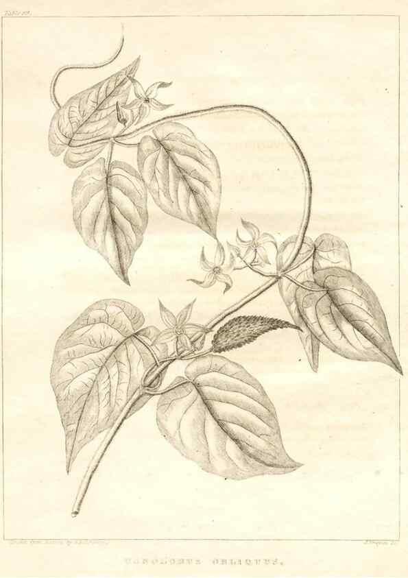 Reproducción/Reproduction 7361698016: A flora of North America :. Philadelphia :M. Carey & Sons,1821-23.
