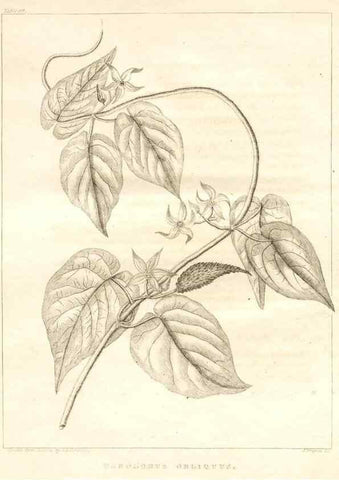 Reproducción/Reproduction 7361698016: A flora of North America :. Philadelphia :M. Carey & Sons,1821-23.
