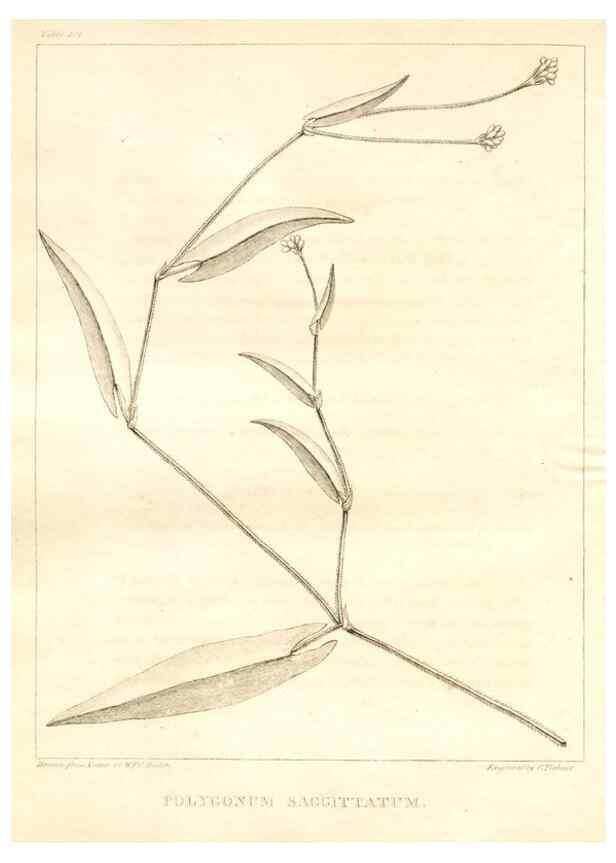 Reproducción/Reproduction 7361699374: A flora of North America :. Philadelphia :M. Carey & Sons,1821-23.