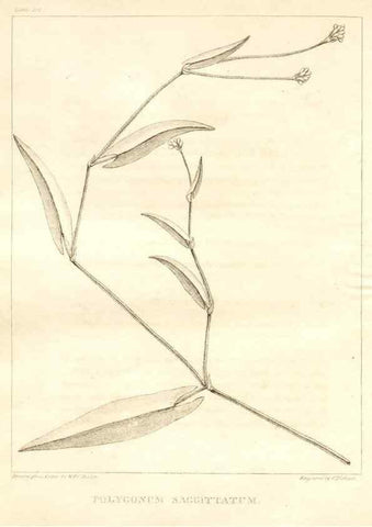 Reproducción/Reproduction 7361699374: A flora of North America :. Philadelphia :M. Carey & Sons,1821-23.
