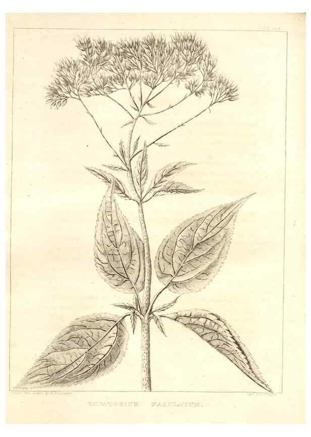 Reproducción/Reproduction 7176475309: A flora of North America :. Philadelphia :M. Carey & Sons,1821-23.