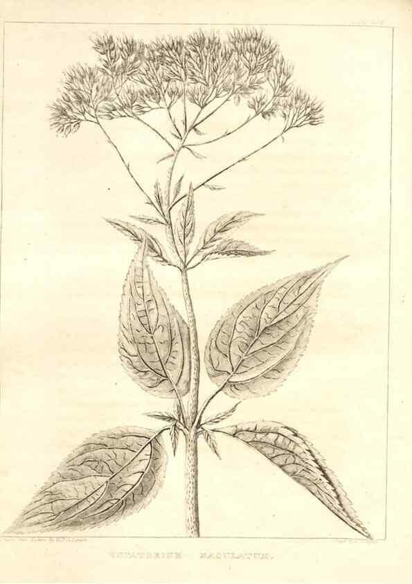 Reproducción/Reproduction 7176475309: A flora of North America :. Philadelphia :M. Carey & Sons,1821-23.