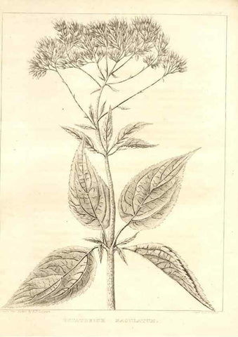 Reproducción/Reproduction 7176475309: A flora of North America :. Philadelphia :M. Carey & Sons,1821-23.