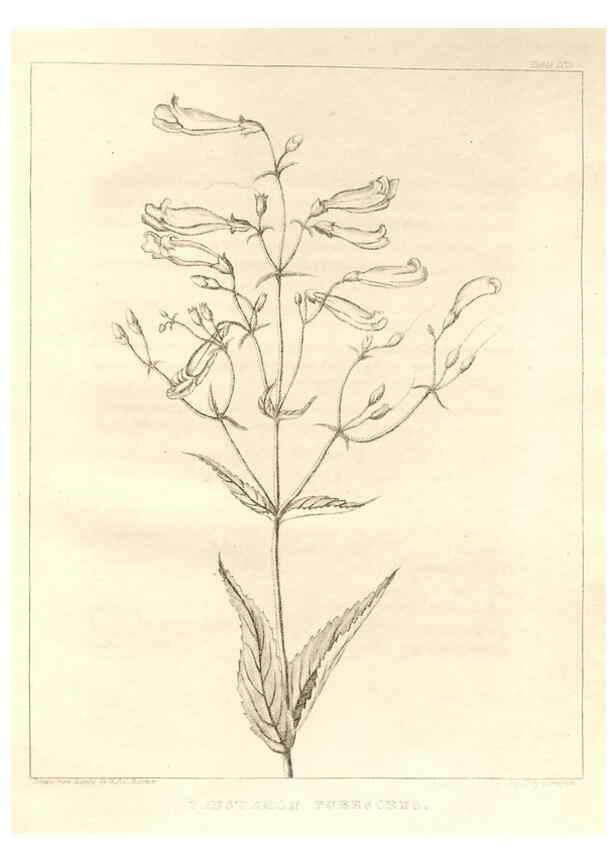 Reproducción/Reproduction 7361701476: A flora of North America :. Philadelphia :M. Carey & Sons,1821-23.