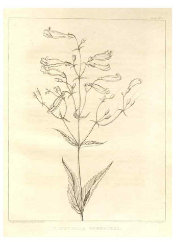 Reproducción/Reproduction 7361701476: A flora of North America :. Philadelphia :M. Carey & Sons,1821-23.