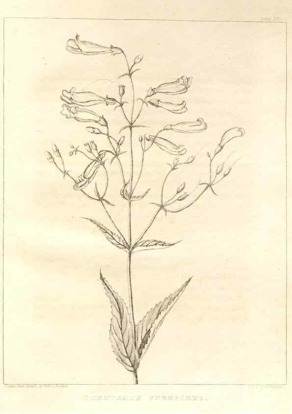 Reproducción/Reproduction 7361701476: A flora of North America :. Philadelphia :M. Carey & Sons,1821-23.