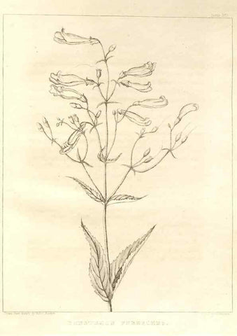 Reproducción/Reproduction 7361701476: A flora of North America :. Philadelphia :M. Carey & Sons,1821-23.
