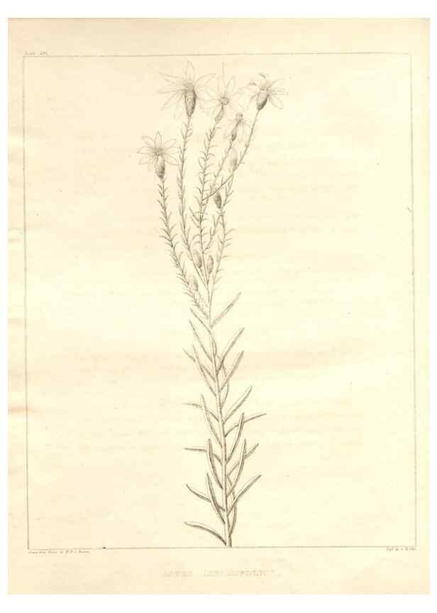 Reproducción/Reproduction 7176477215: A flora of North America :. Philadelphia :M. Carey & Sons,1821-23.