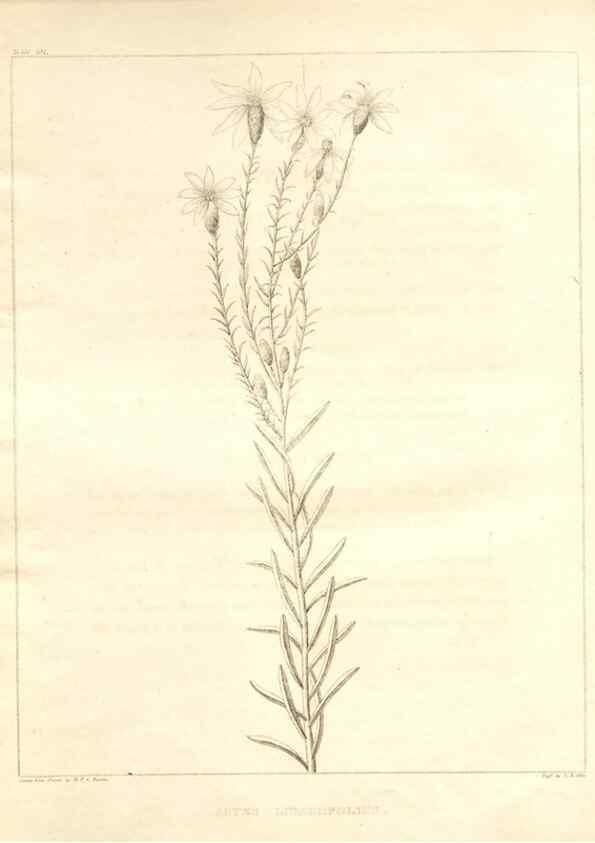 Reproducción/Reproduction 7176477215: A flora of North America :. Philadelphia :M. Carey & Sons,1821-23.