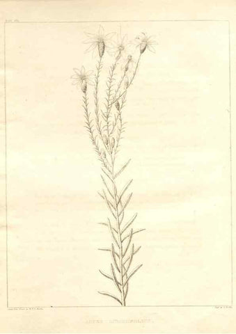Reproducción/Reproduction 7176477215: A flora of North America :. Philadelphia :M. Carey & Sons,1821-23.