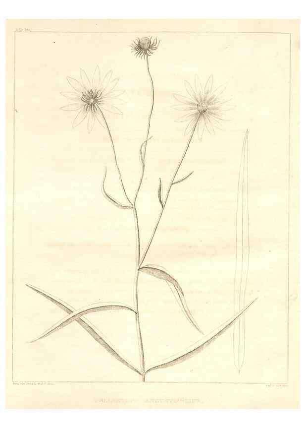 Reproducción/Reproduction 7361702936: A flora of North America :. Philadelphia :M. Carey & Sons,1821-23.