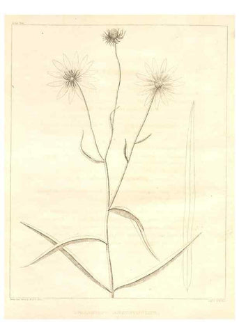 Reproducción/Reproduction 7361702936: A flora of North America :. Philadelphia :M. Carey & Sons,1821-23.