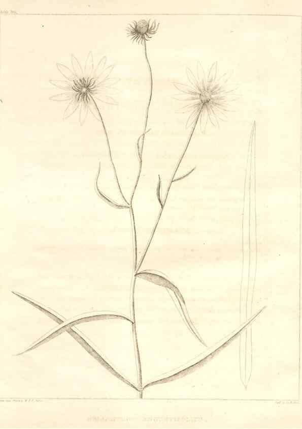 Reproducción/Reproduction 7361702936: A flora of North America :. Philadelphia :M. Carey & Sons,1821-23.